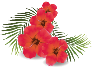 38+ Transparent Background Pink Hibiscus Flower Png Pictures